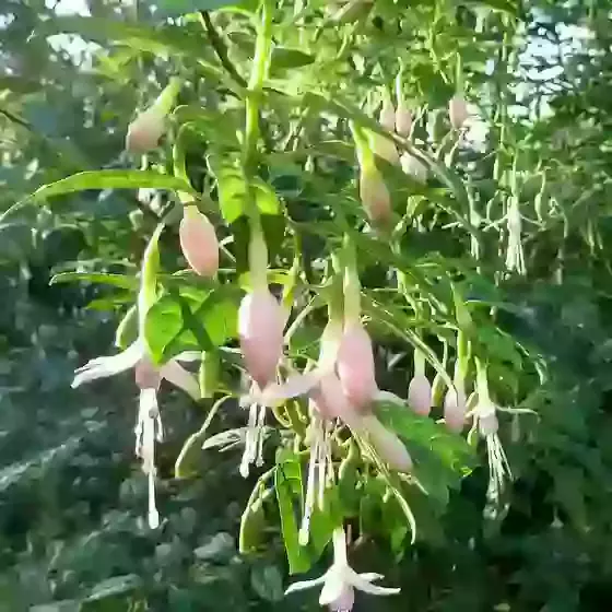 Fuchsia Magellanica Alba 